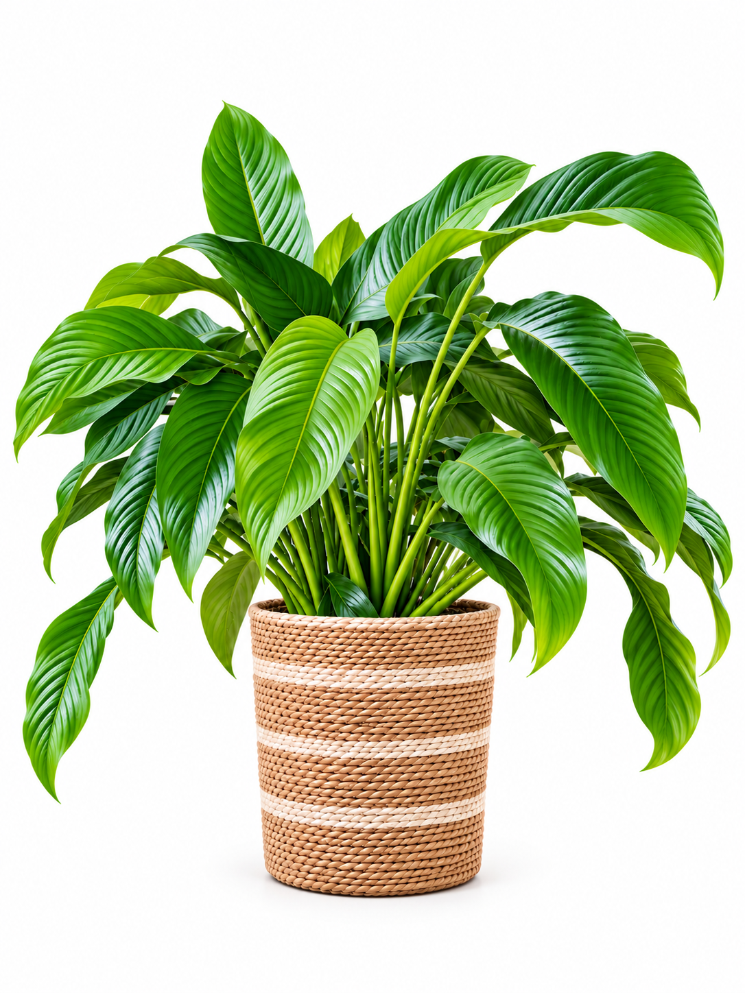 Handmade Braided Rope Planter Basket | Natural Woven Plant Pot Cover for Indoor Plants, Home Décor & Office Styling-9x9 inch